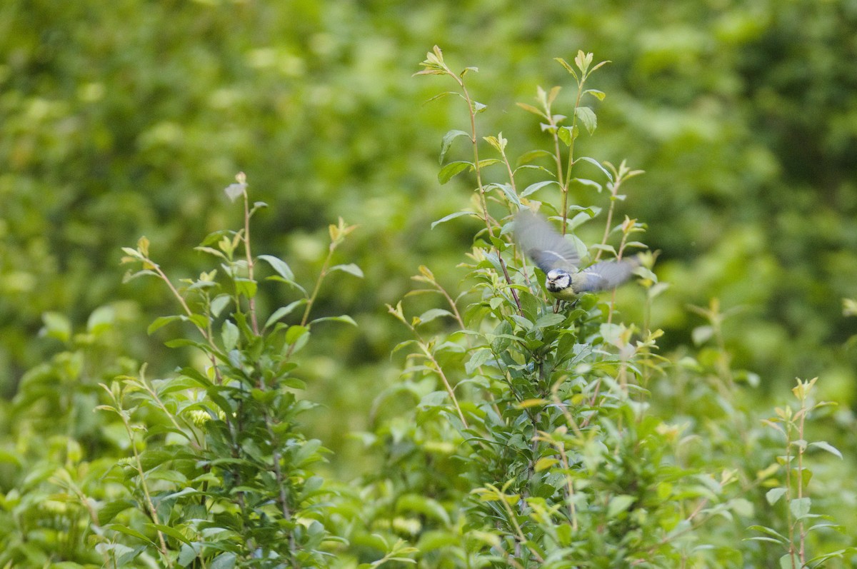 Eurasian Blue Tit - bertie harding