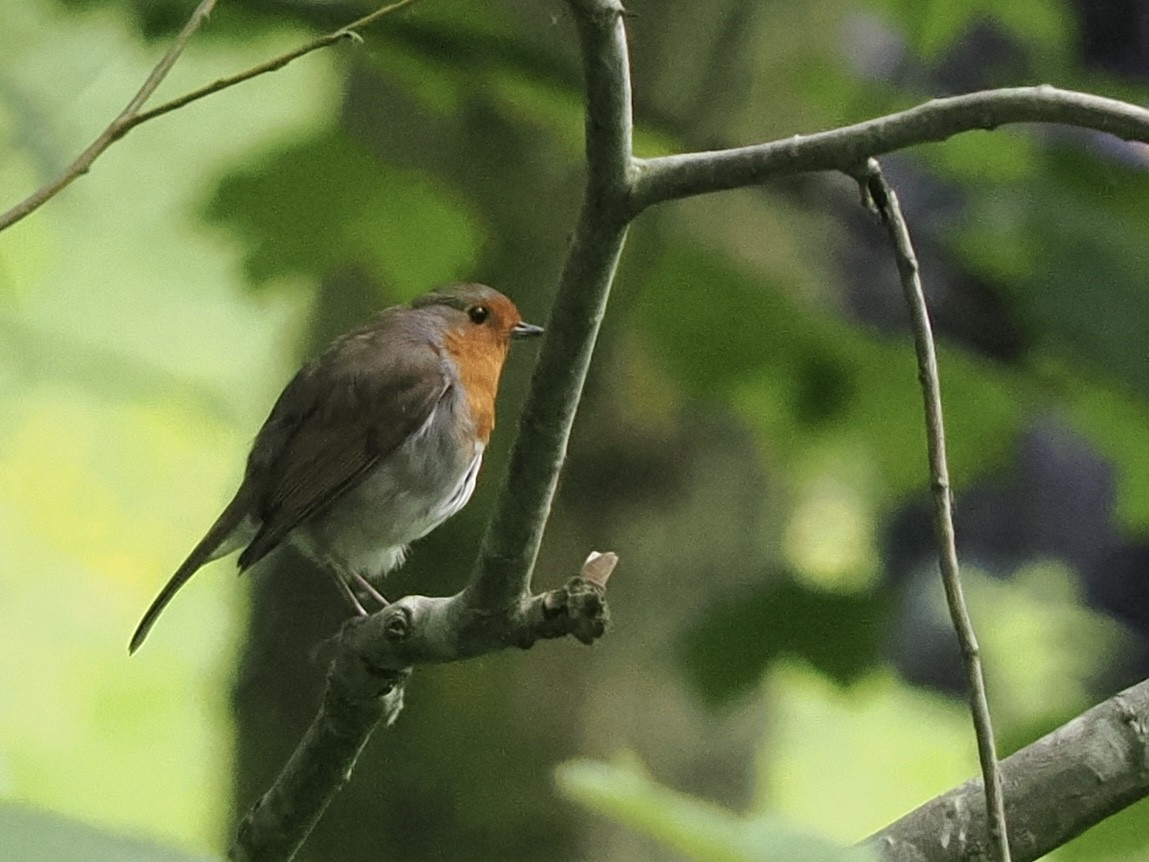 European Robin - James Tatlow