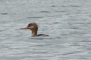 Red-breasted Merganser - John McCallister