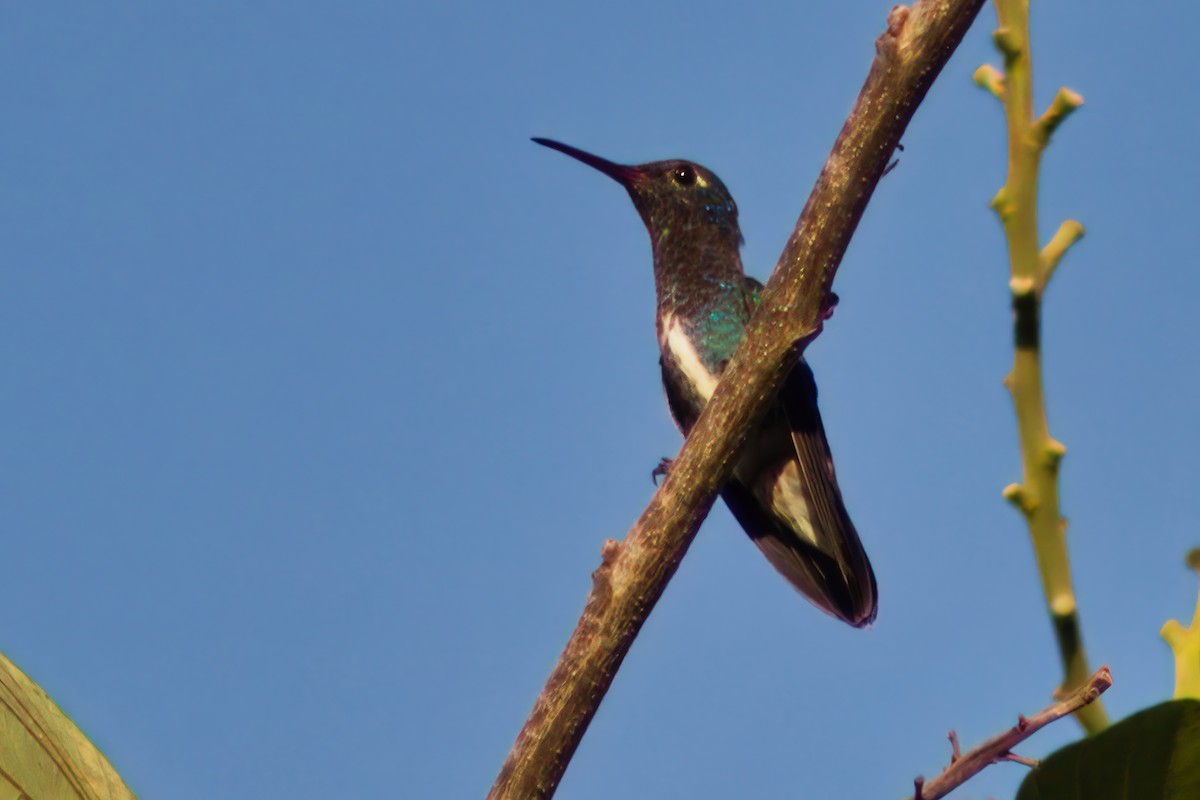 Sapphire-spangled Emerald - Dirk Engelen