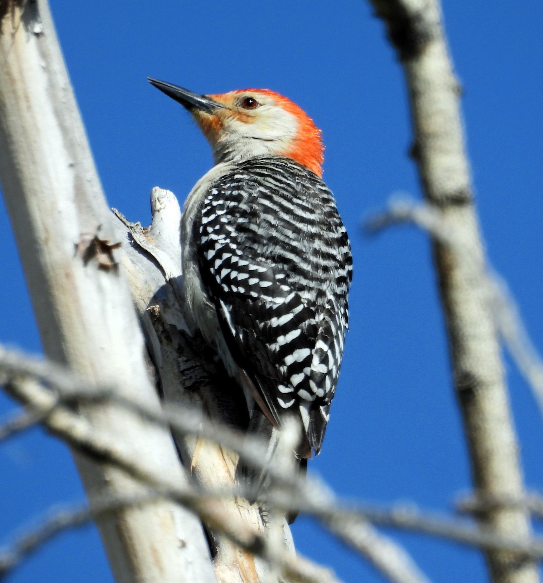 Red-bellied Woodpecker - Sharon Dewart-Hansen