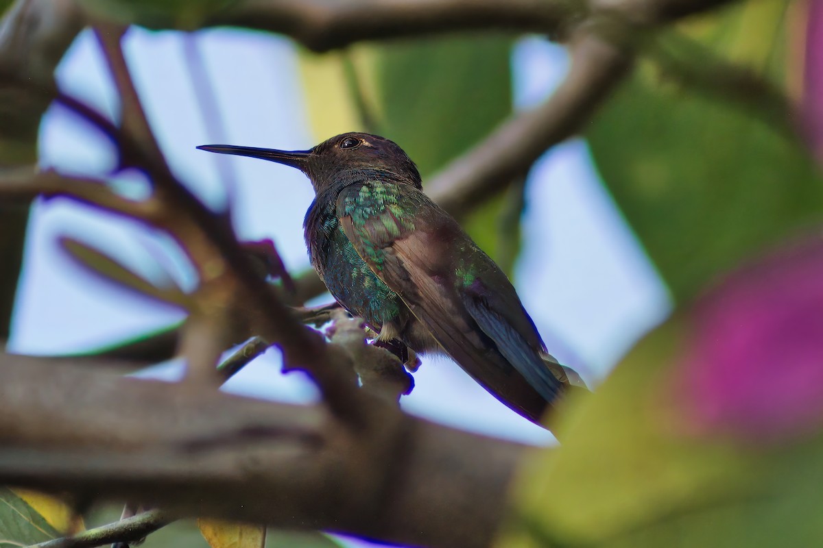 Sapphire-spangled Emerald - Dirk Engelen