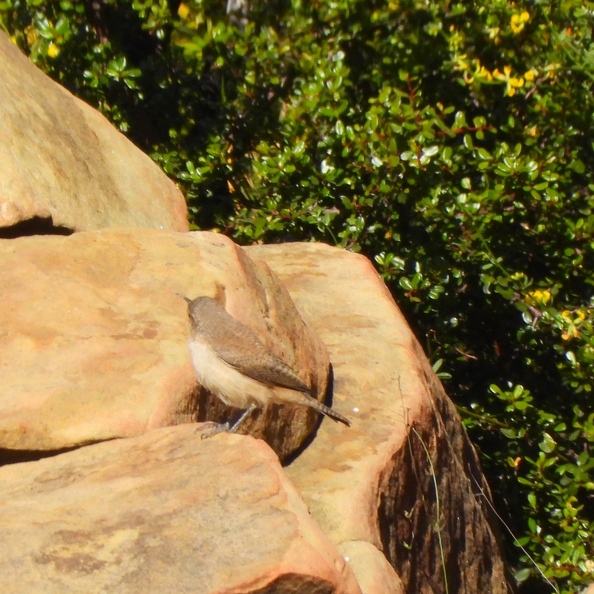 Rock Wren - Lynn Scarlett