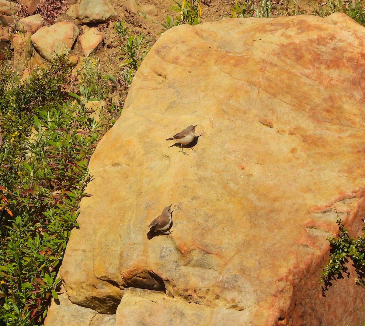 Rock Wren - Lynn Scarlett