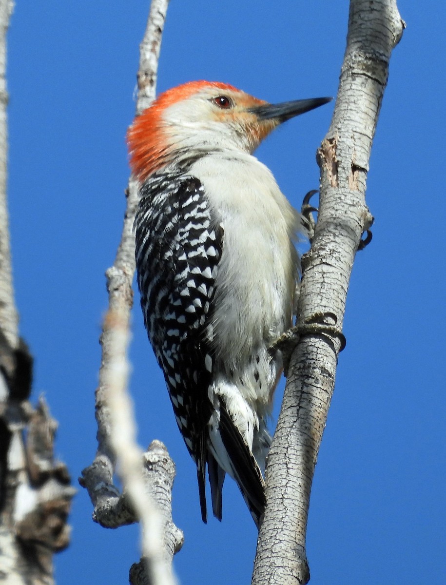 Red-bellied Woodpecker - Sharon Dewart-Hansen