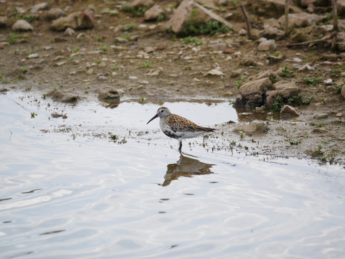 Dunlin - ML619581581