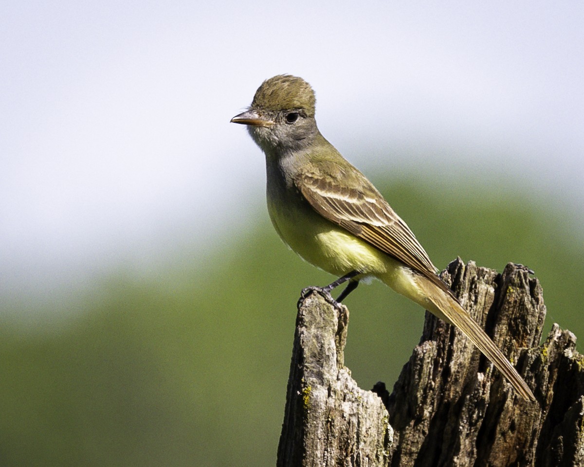 Great Crested Flycatcher - Else Karlsen