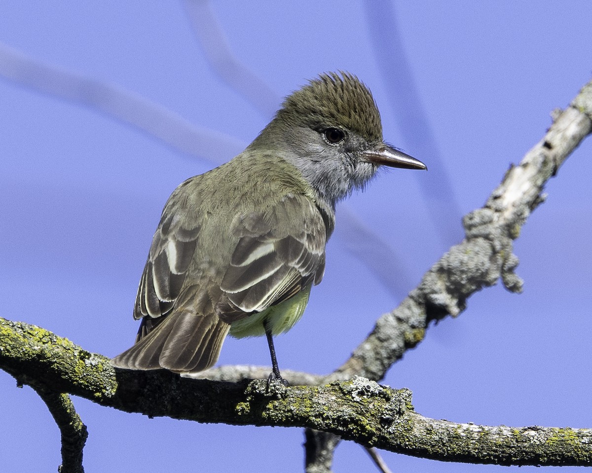 Great Crested Flycatcher - Else Karlsen