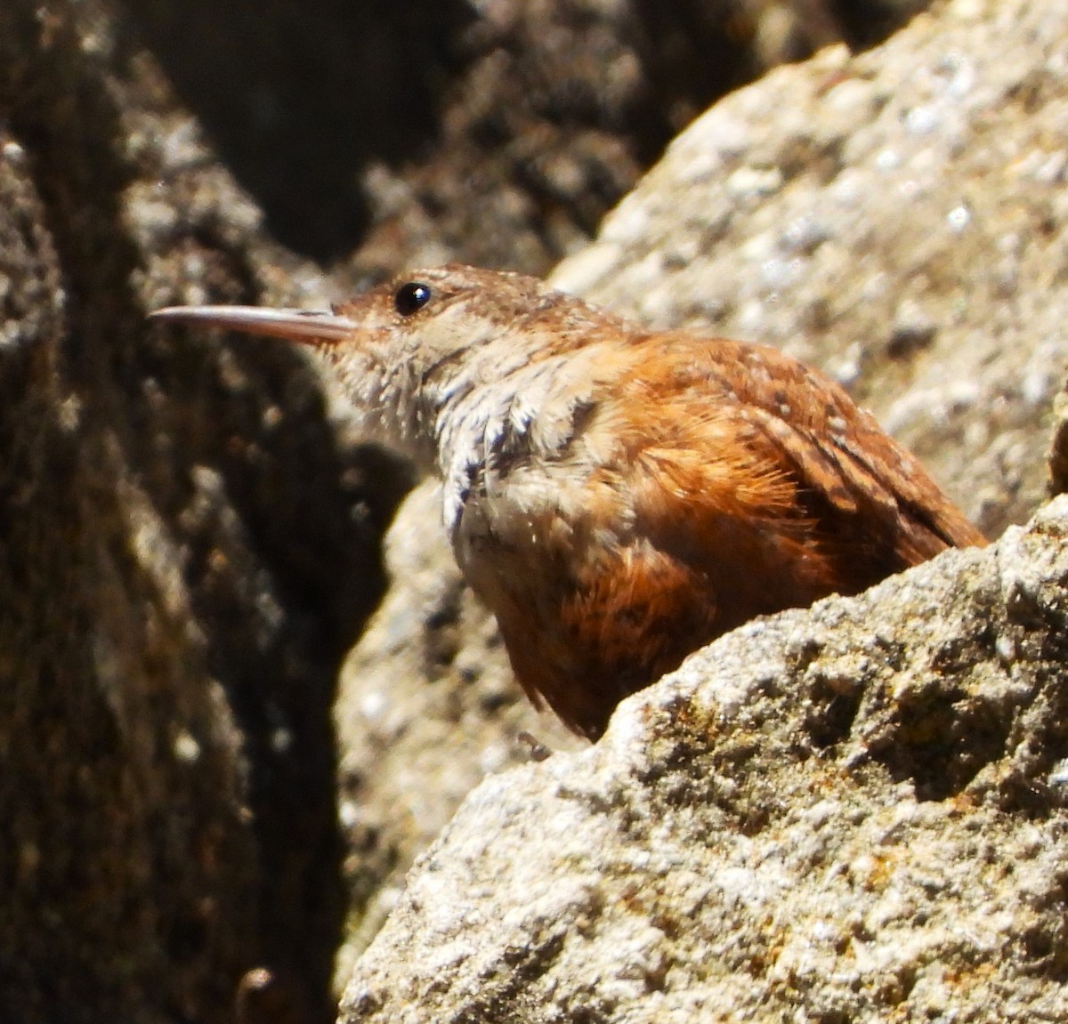 Canyon Wren - Lynn Scarlett