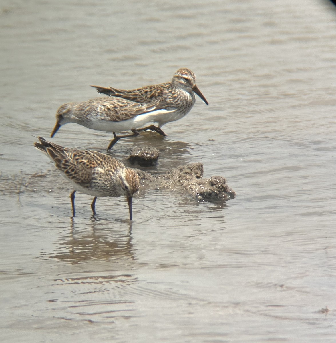 White-rumped Sandpiper - Doug Shoffner