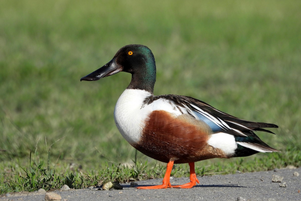 Northern Shoveler - ML619581593