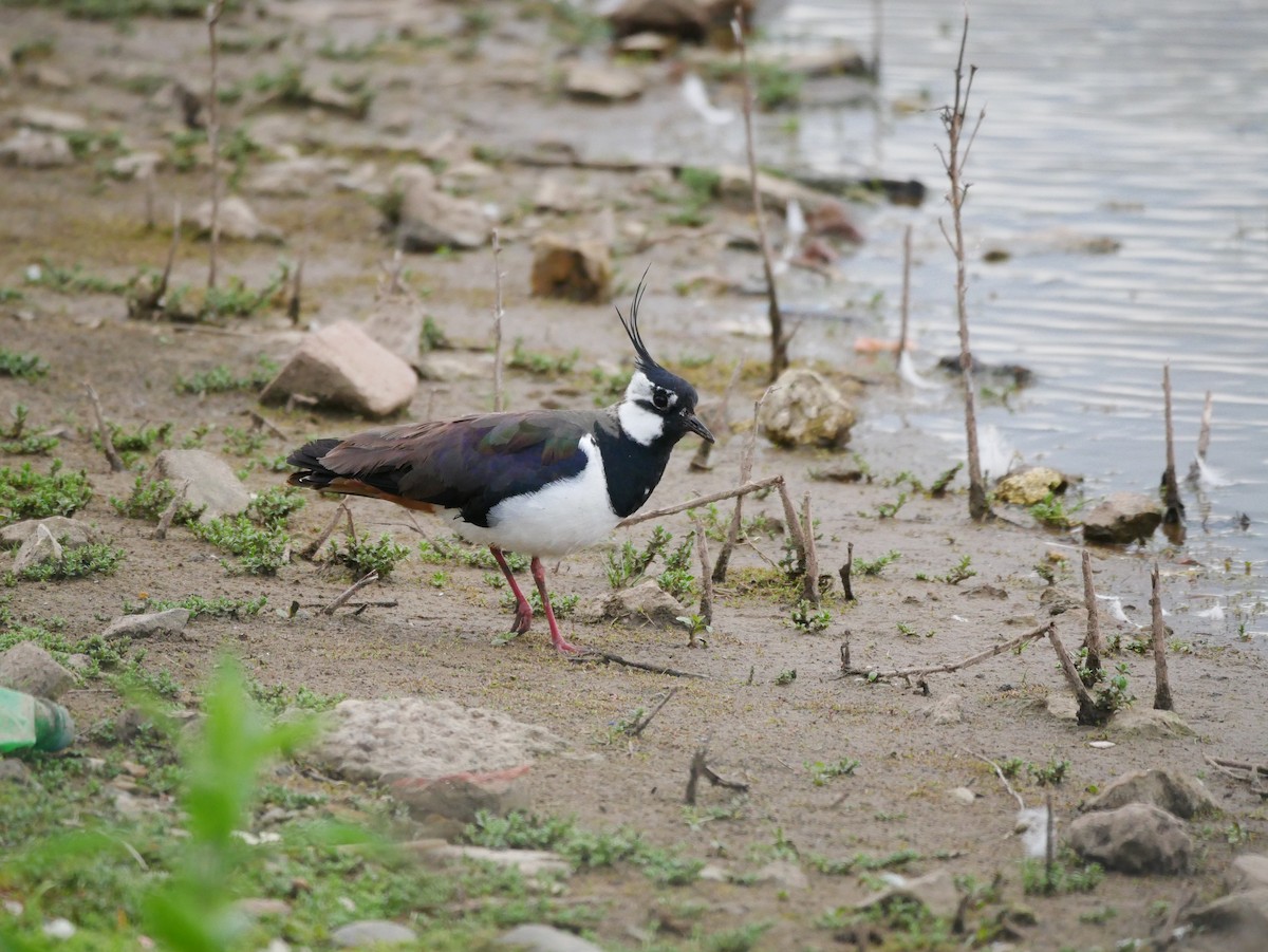 Northern Lapwing - Gavin Thomas