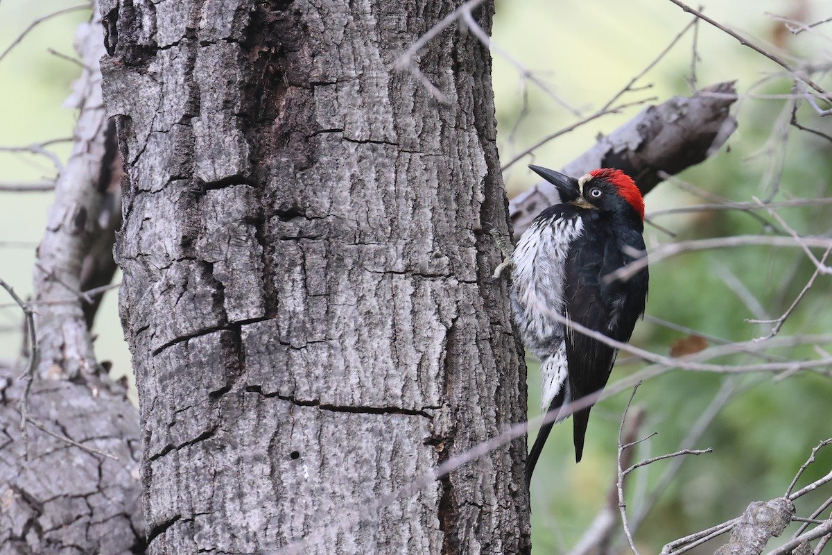 Acorn Woodpecker - Tom Fangrow