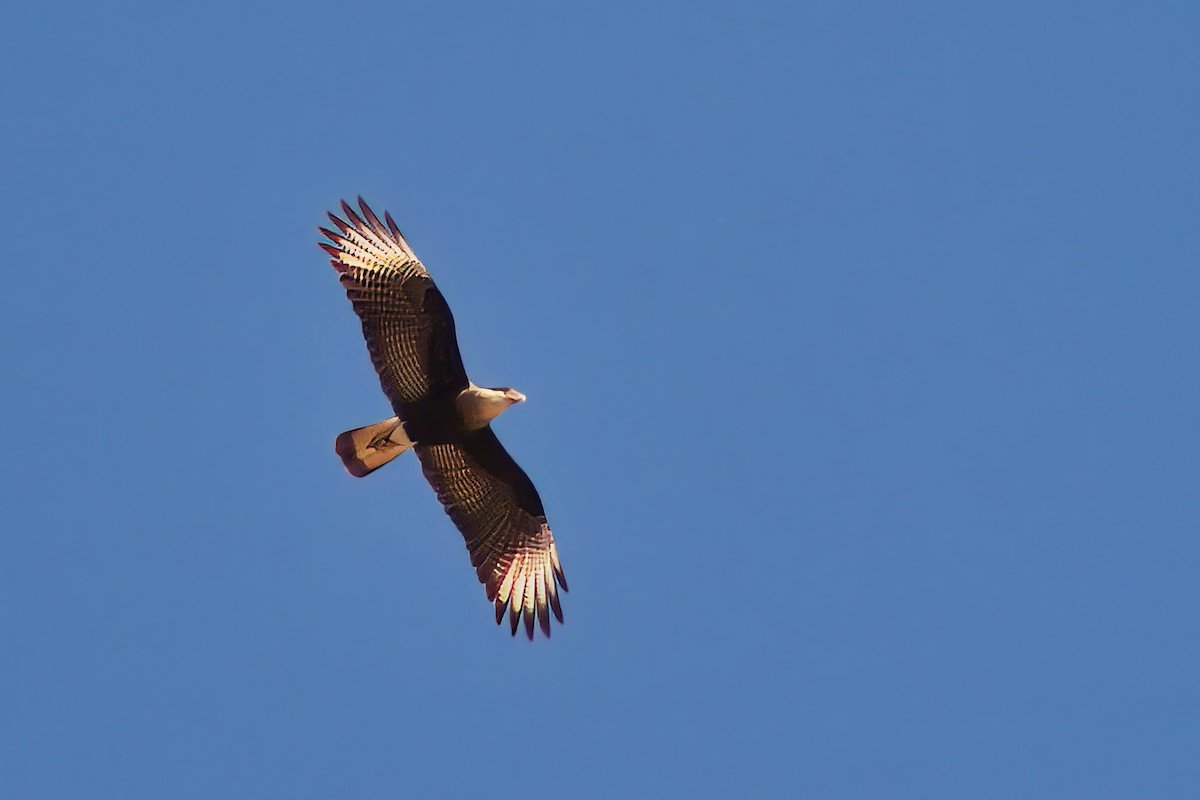 Crested Caracara - Dirk Engelen