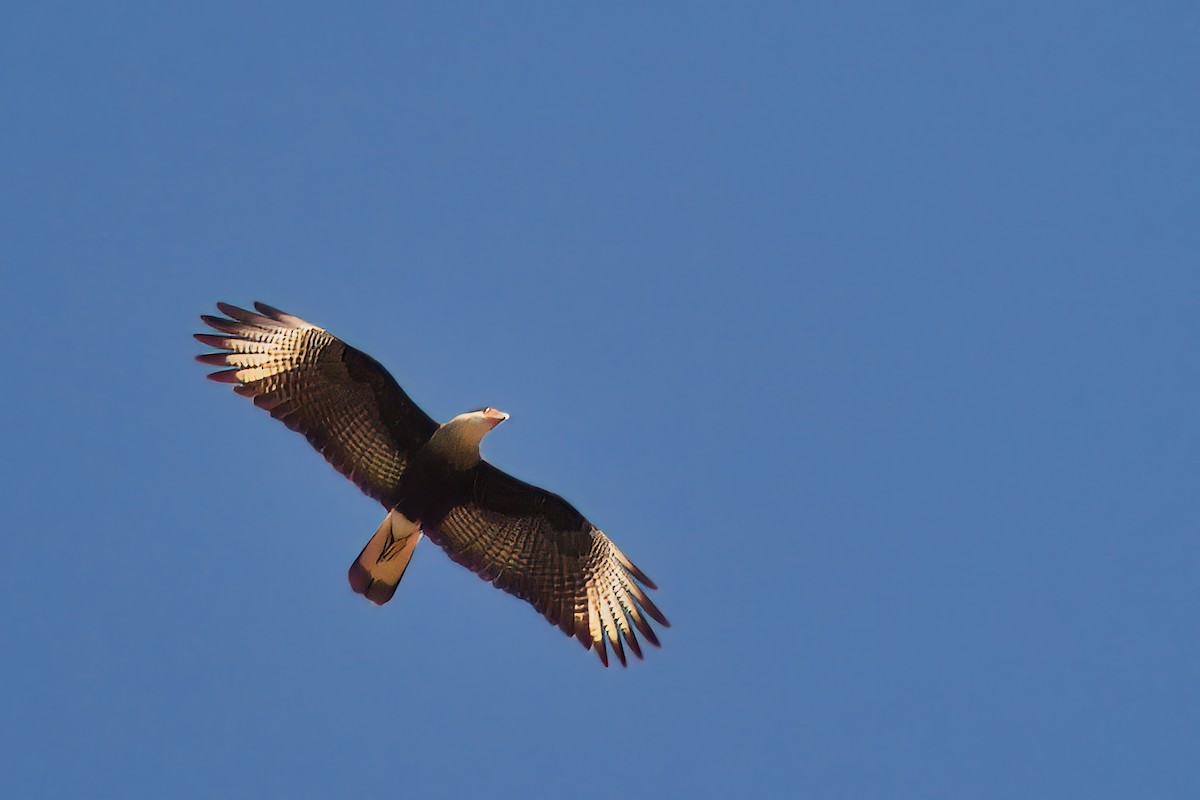 Crested Caracara - Dirk Engelen