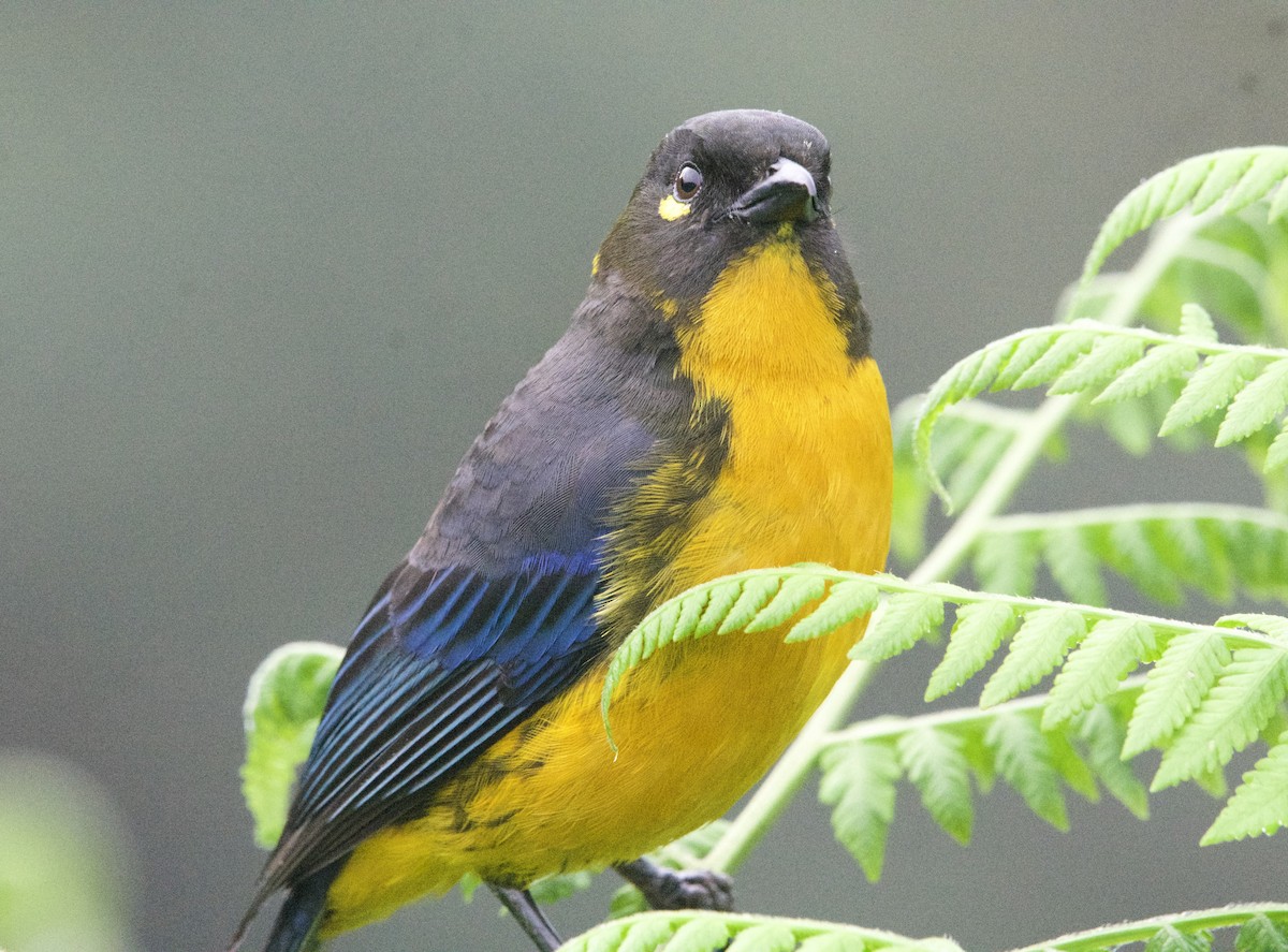 Lacrimose Mountain Tanager - ML619581609