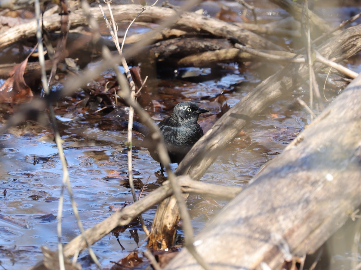 Rusty Blackbird - Jim Miles