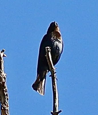 Brown-headed Cowbird - Mohini Rawool-Sullivan