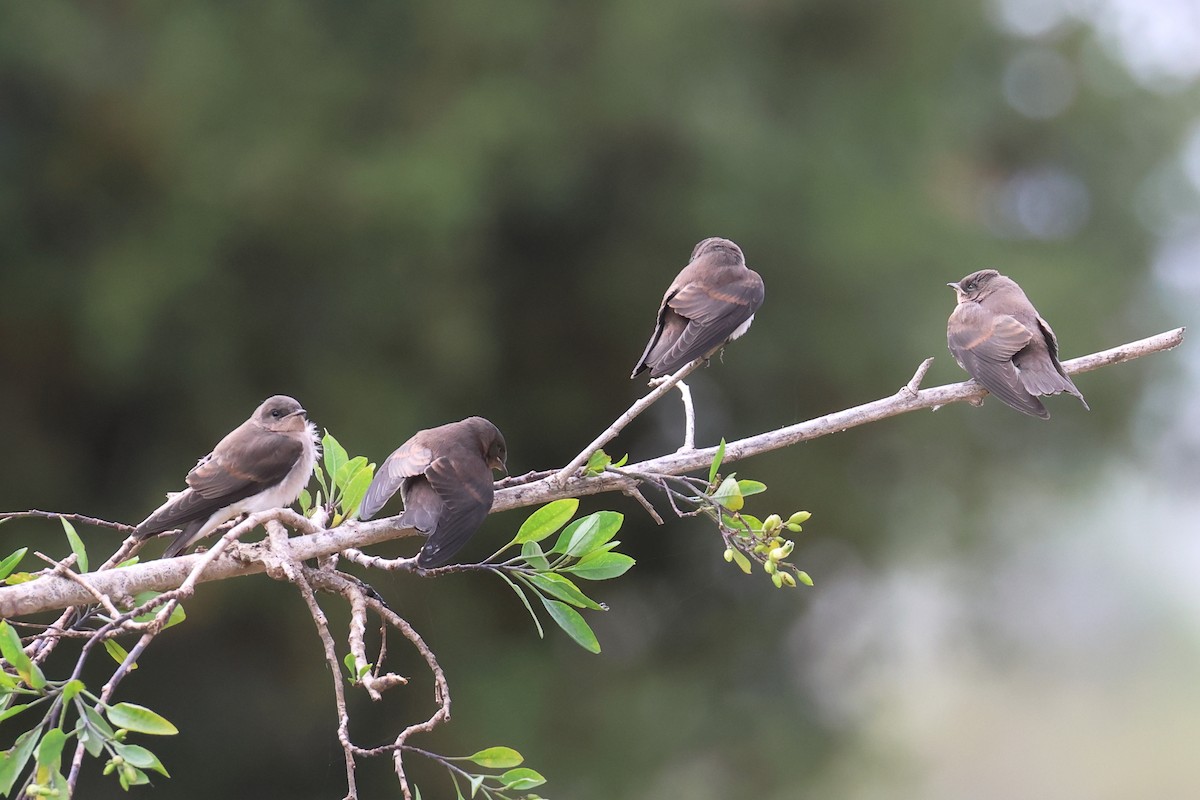 Northern Rough-winged Swallow - Tom Fangrow