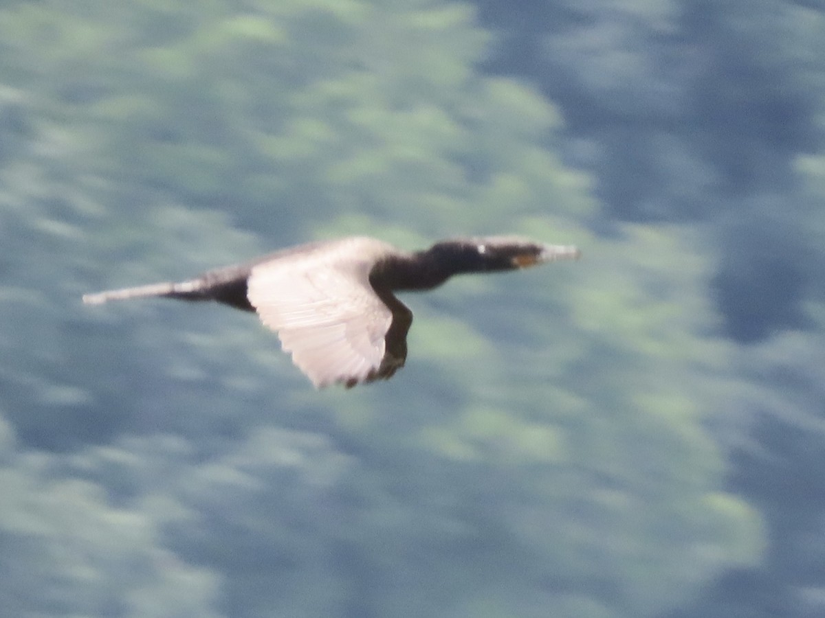 Neotropic Cormorant - Ruben  Stoll