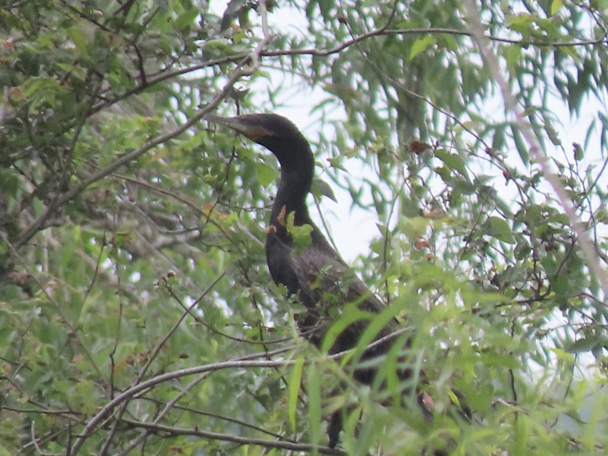 Neotropic Cormorant - Ruben Stoll