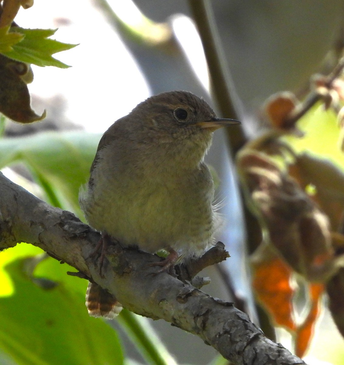 House Wren - Lynn Scarlett