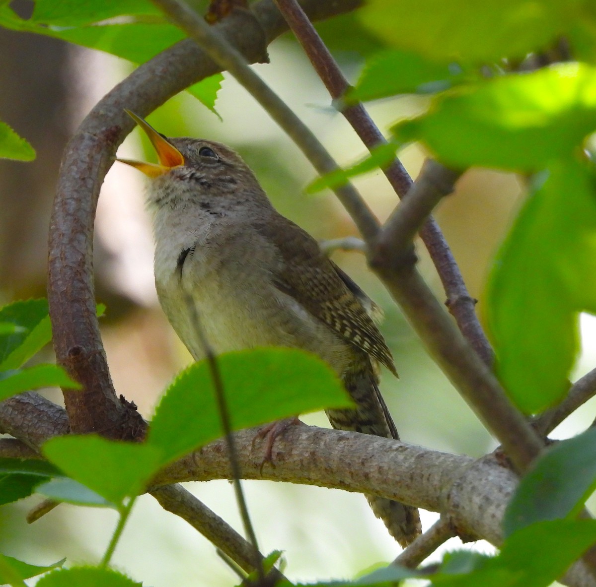 House Wren - Lynn Scarlett