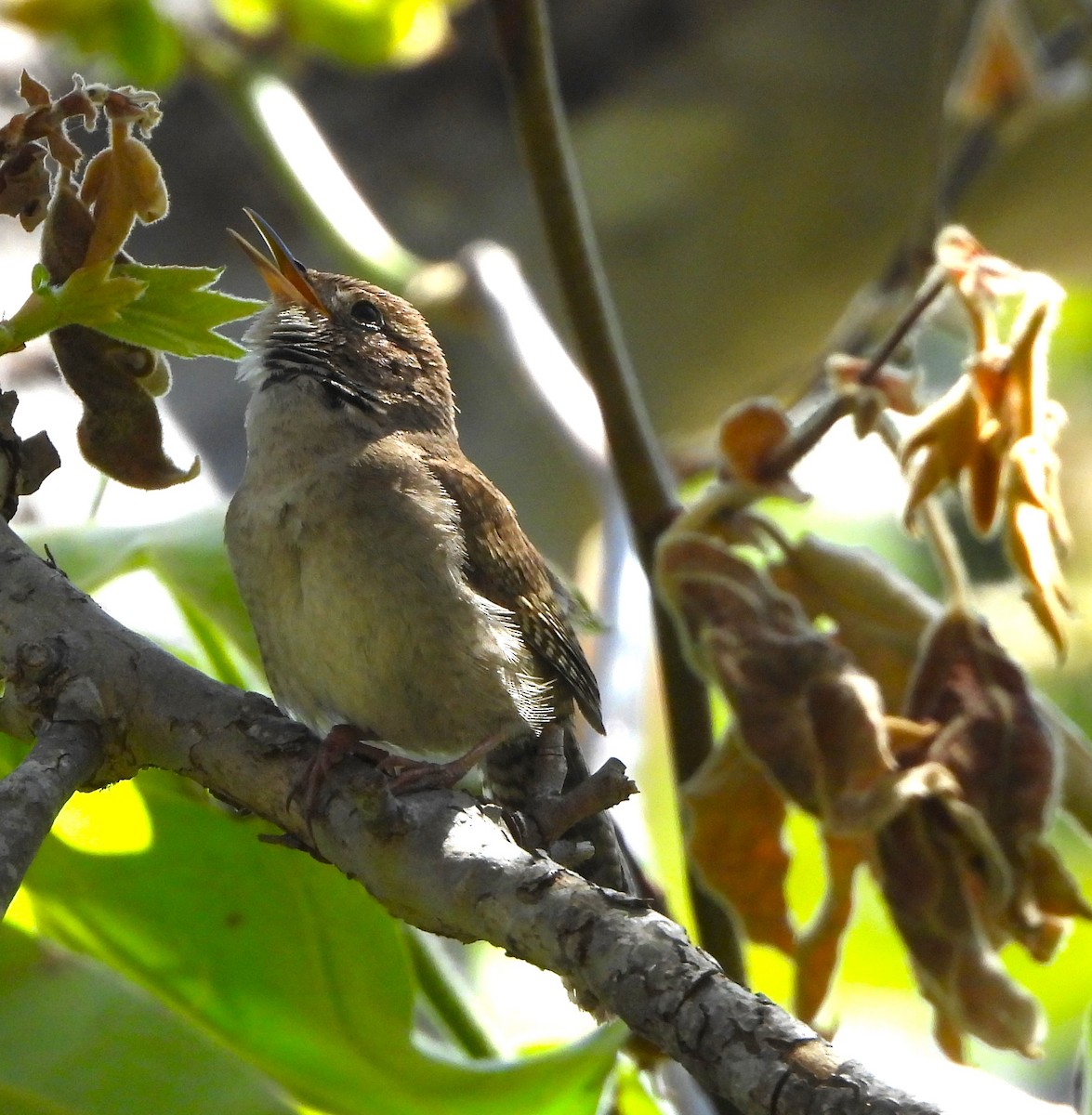 House Wren - Lynn Scarlett