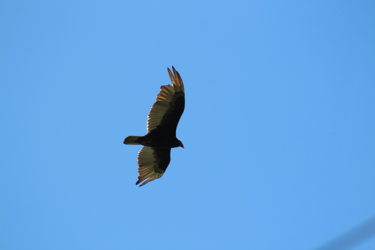 Turkey Vulture - ML619581630