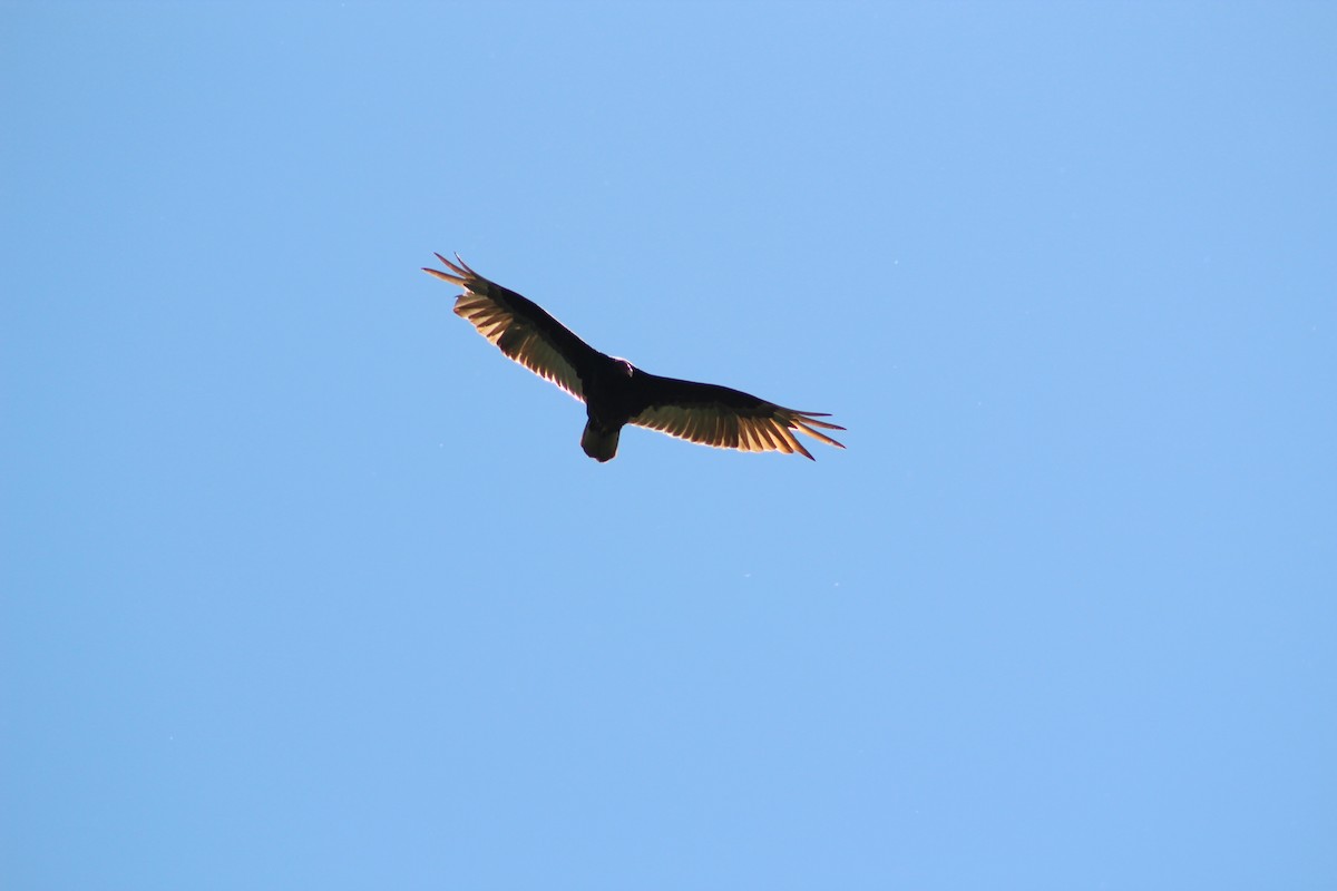 Turkey Vulture - Vander Nunes