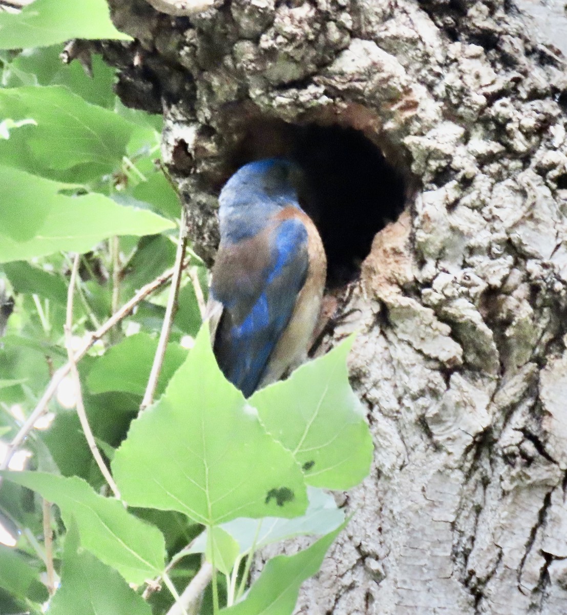 Western Bluebird - ML619581636