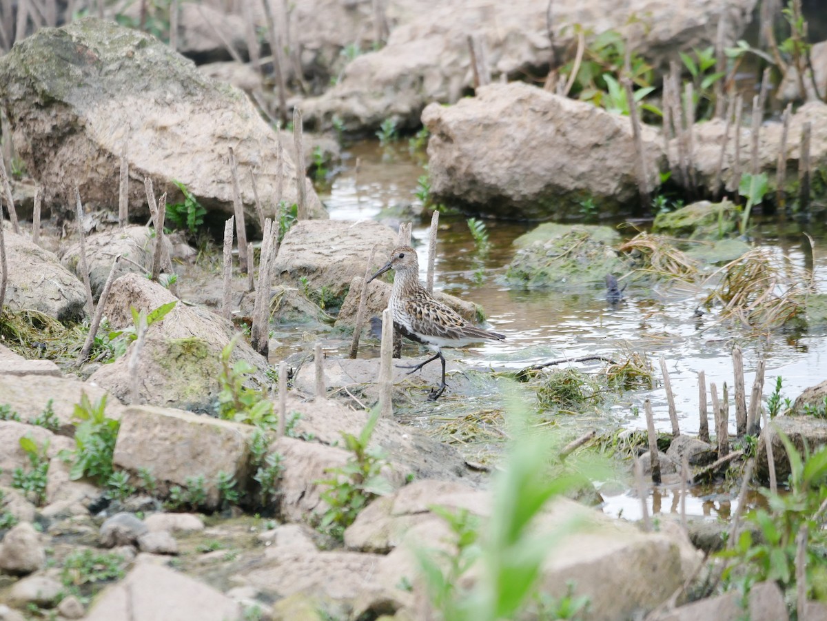 Dunlin - Gavin Thomas