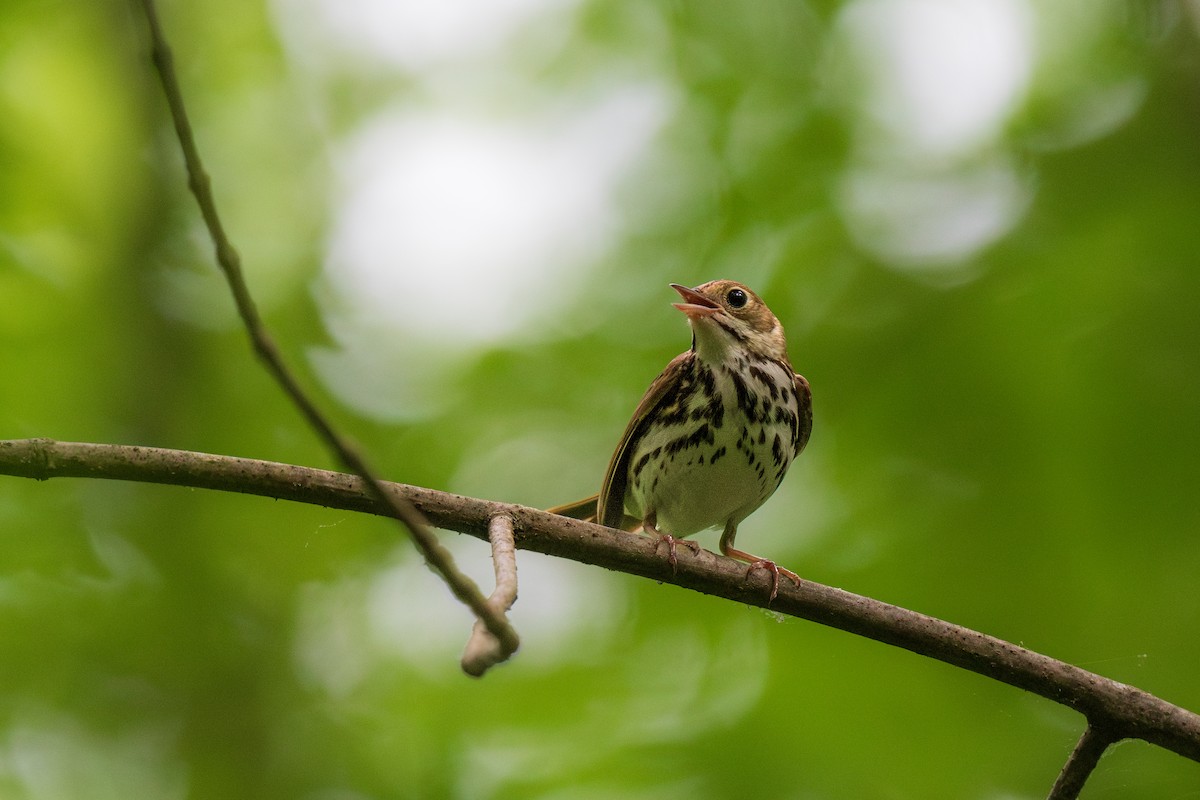 Ovenbird - Ian Campbell