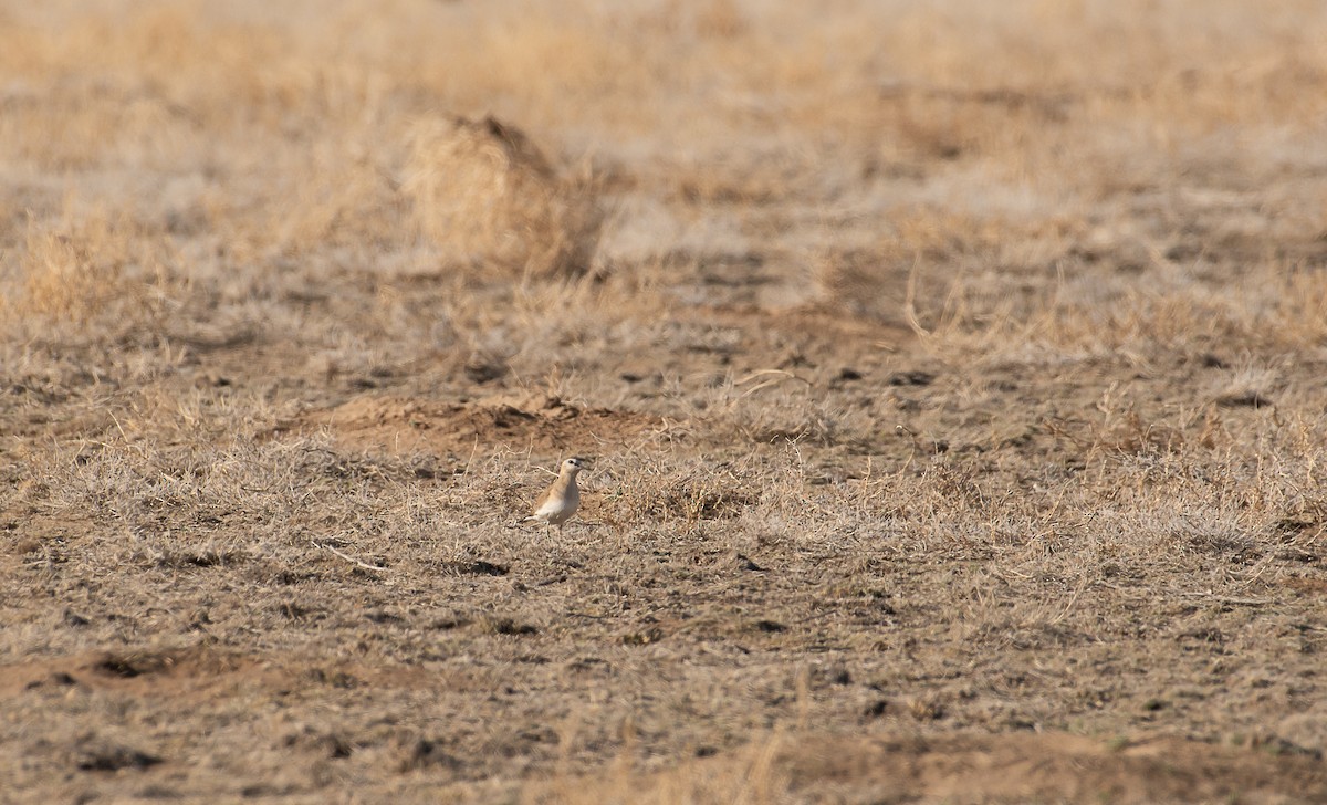 Mountain Plover - Sally  Palmer