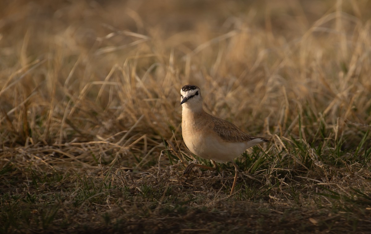 Mountain Plover - Sally  Palmer