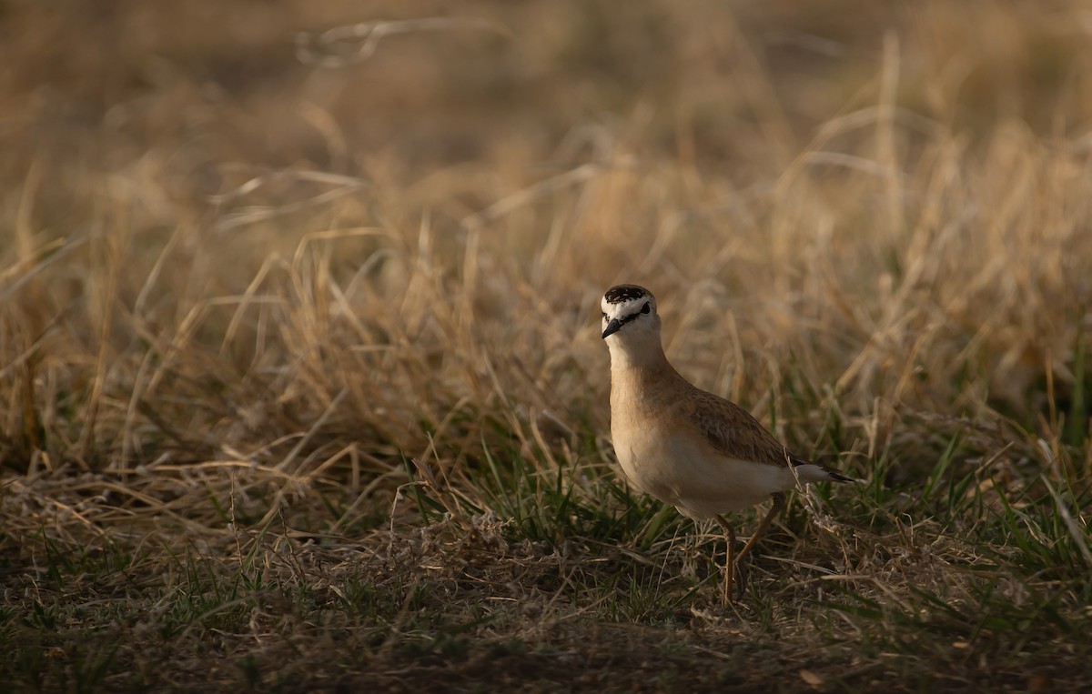 Mountain Plover - Sally  Palmer