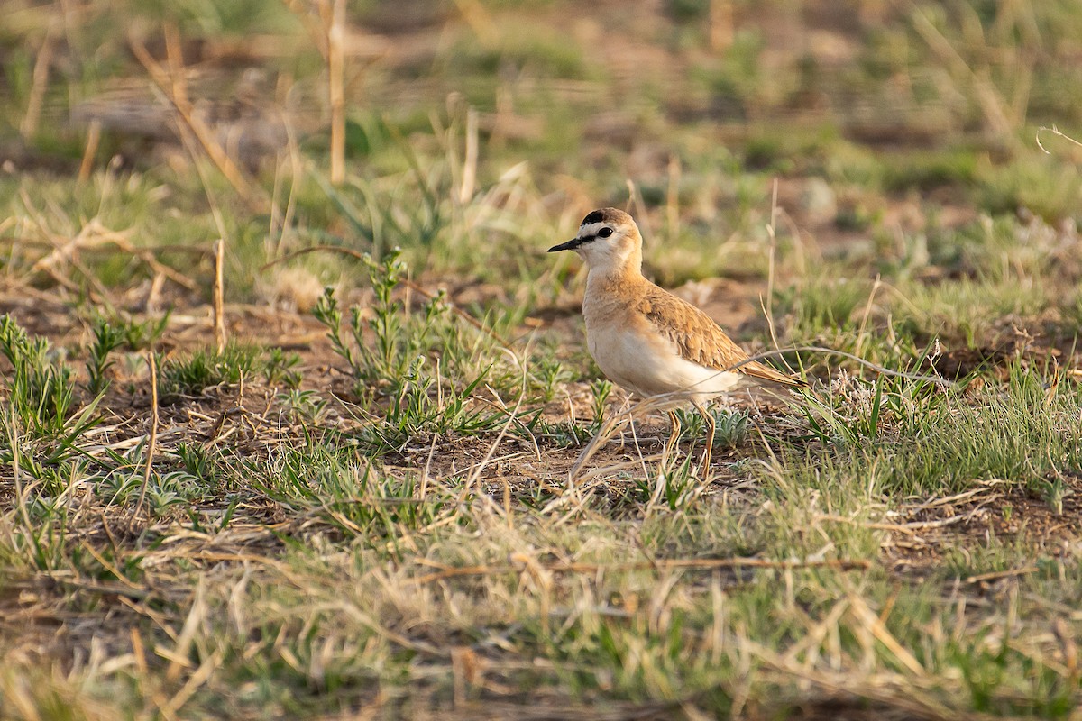 Mountain Plover - Sally  Palmer