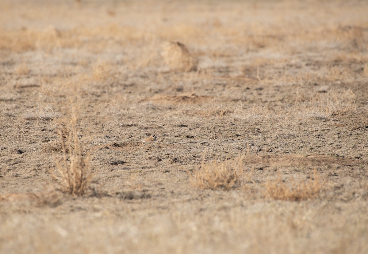 Mountain Plover - Sally  Palmer