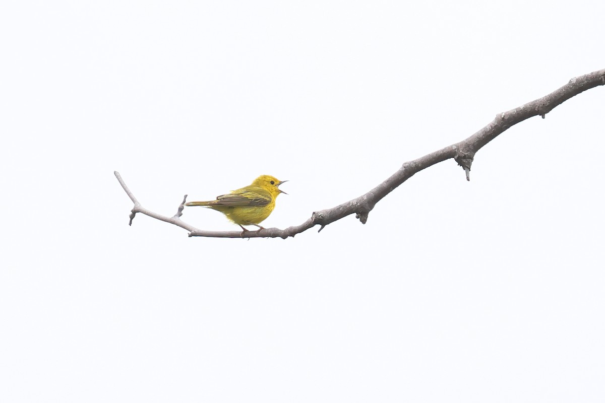Yellow Warbler - Tom Fangrow