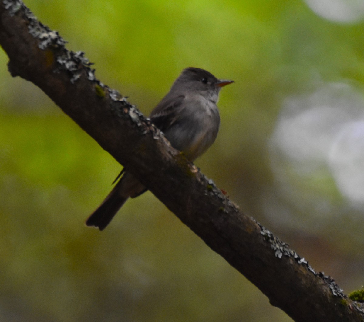 Eastern Wood-Pewee - Ted Stewart