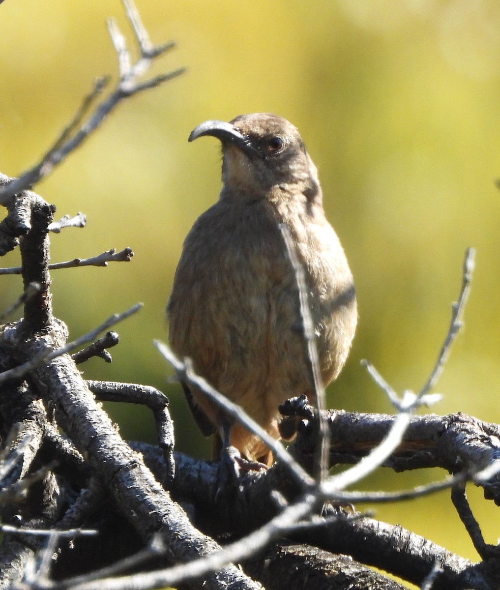 California Thrasher - Lynn Scarlett