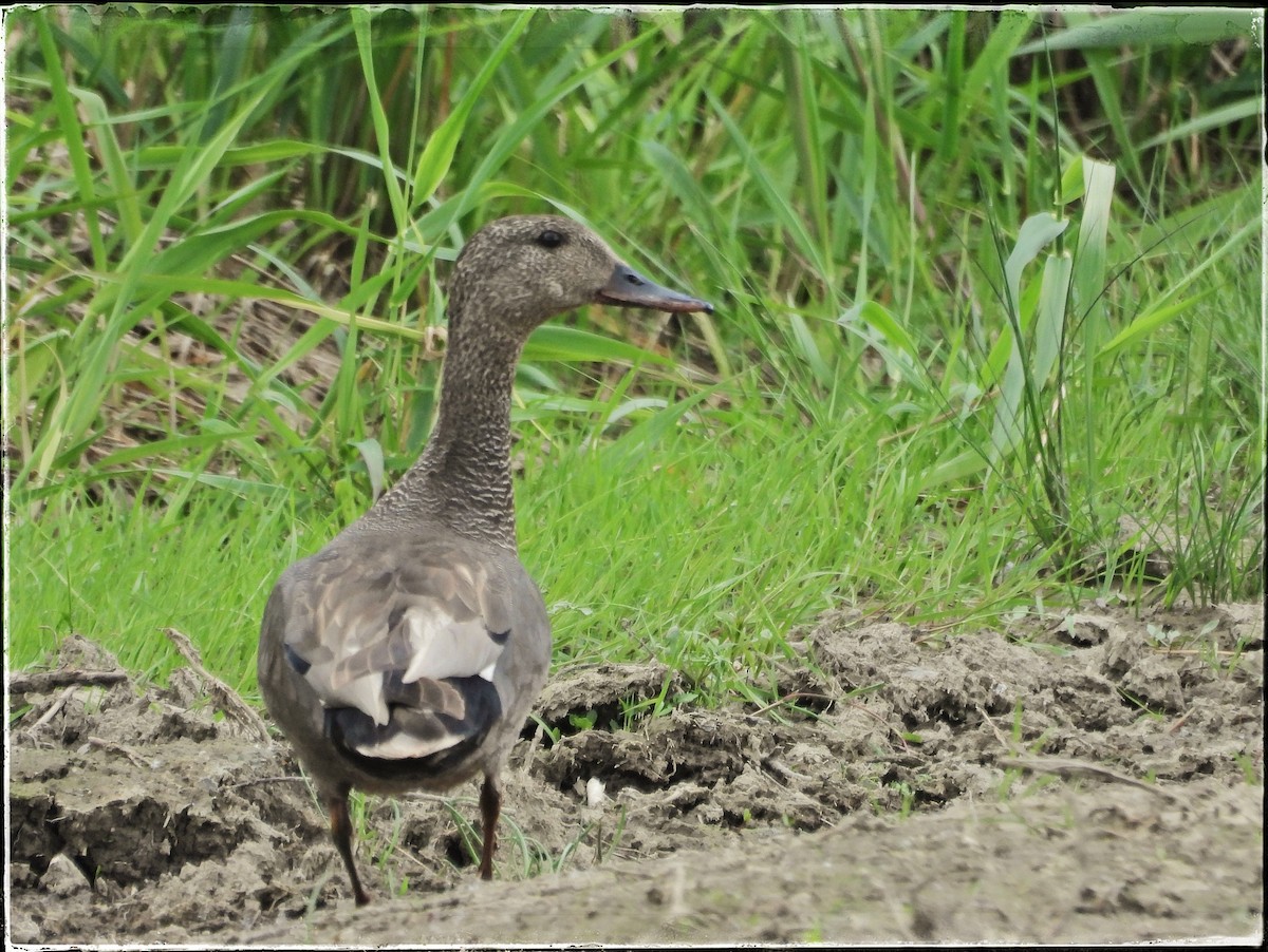 Gadwall - Zbigniew Szwab