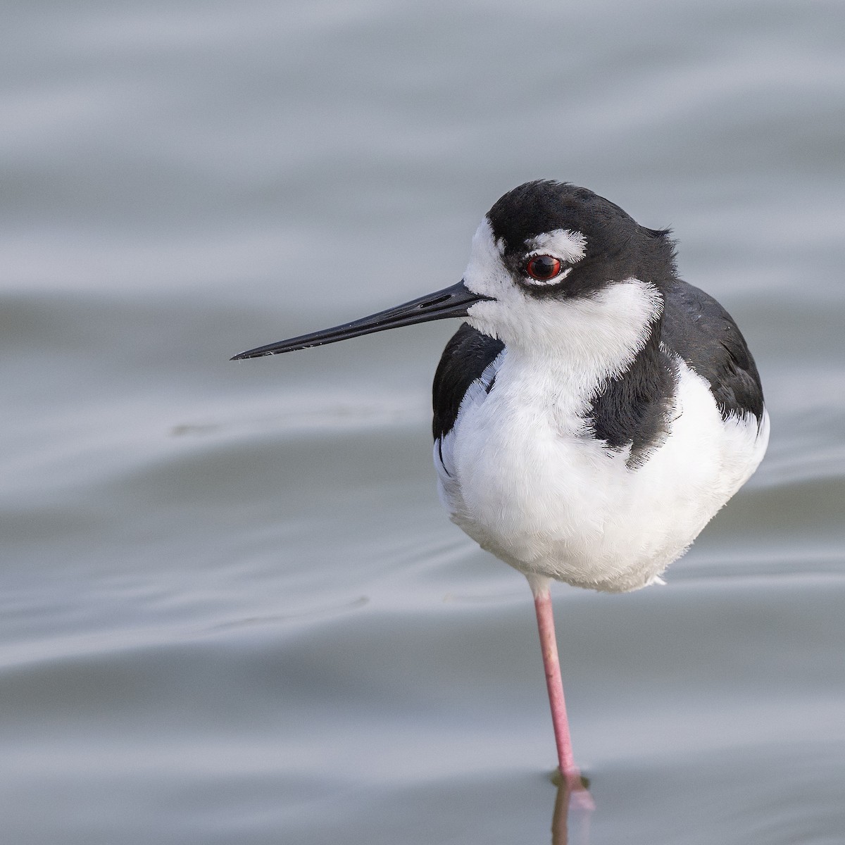 Black-necked Stilt - Mike Stewart