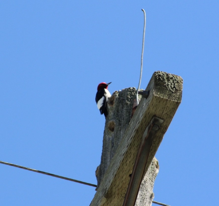 Pic à tête rouge - ML619581673