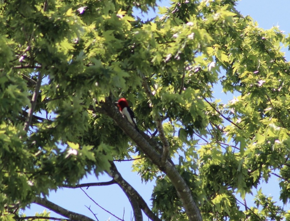 Red-headed Woodpecker - Vander Nunes