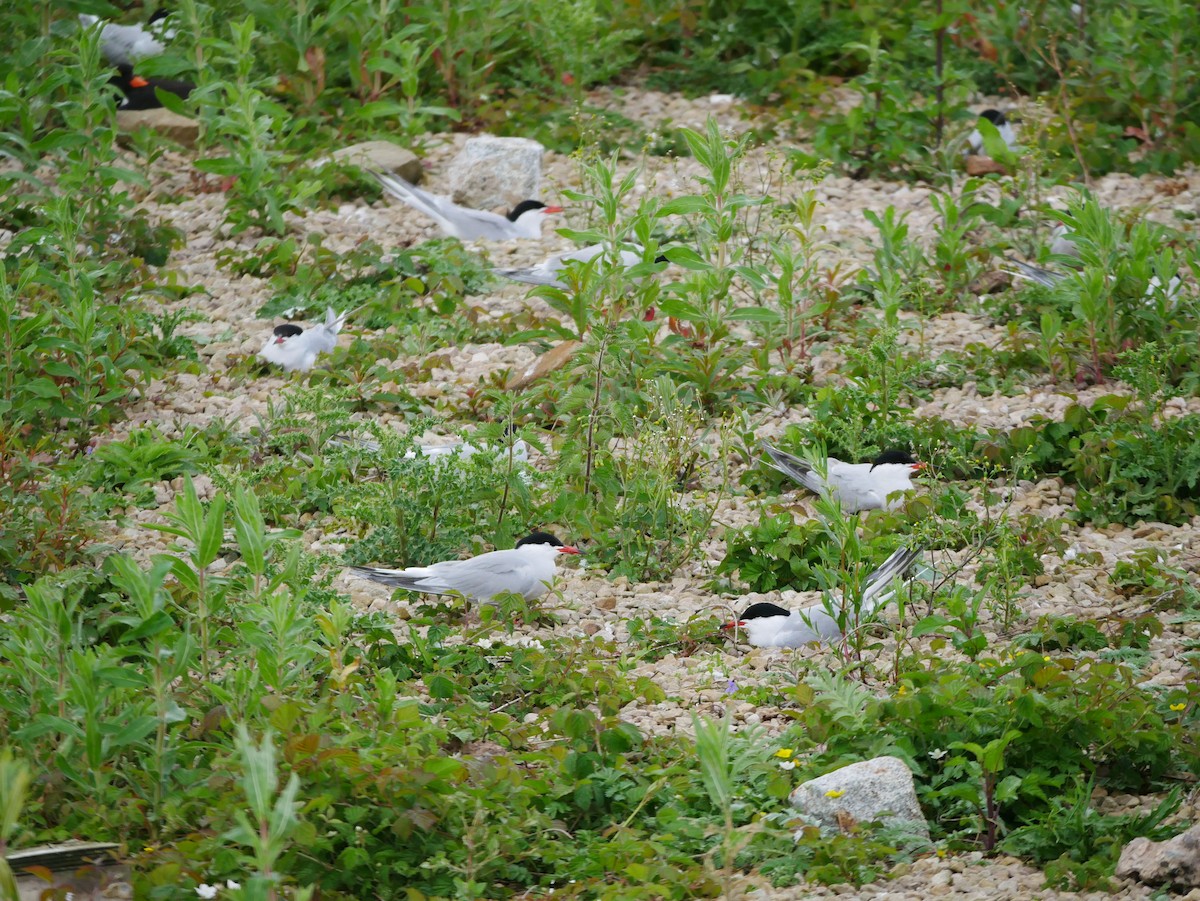 Common Tern - Gavin Thomas