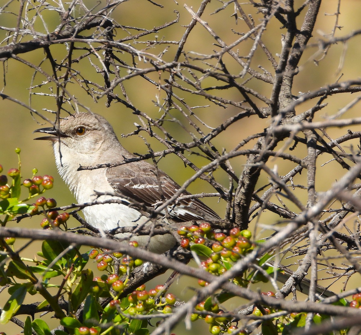 Northern Mockingbird - Lynn Scarlett