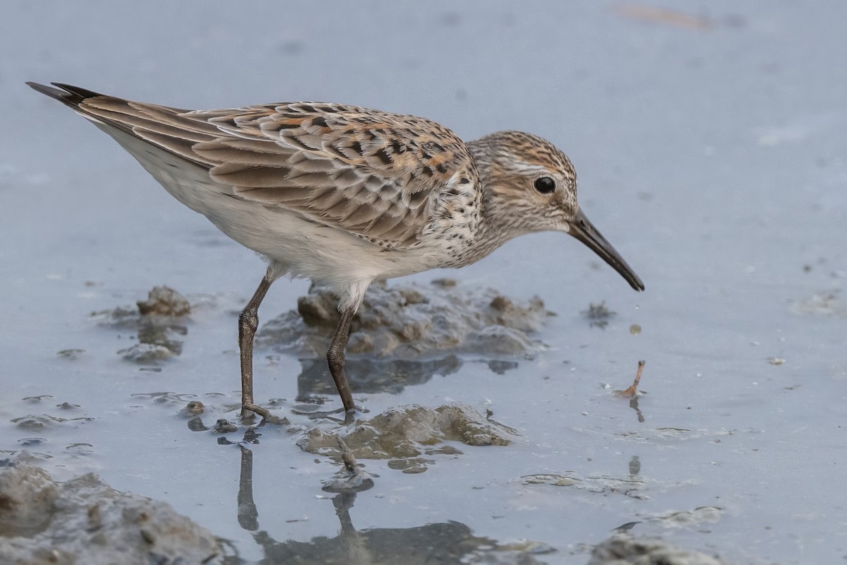 White-rumped Sandpiper - Mike Stewart