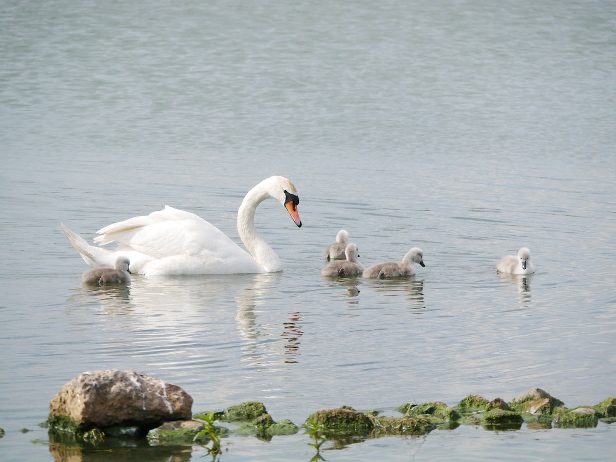 Cygne tuberculé - ML619581692