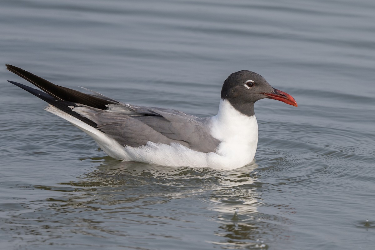 Laughing Gull - Mike Stewart